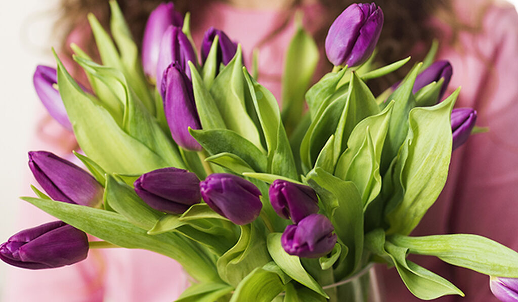 Tulipan – planting og stell