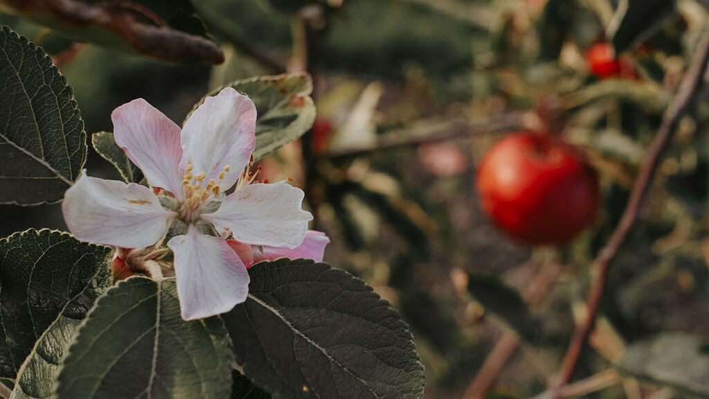 Velg riktig epletre til din hage