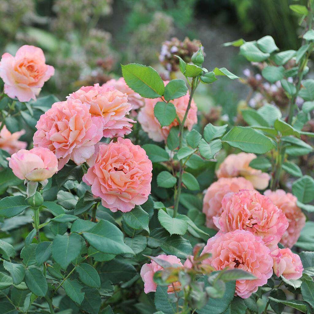 Roser i hagen – planting og stell