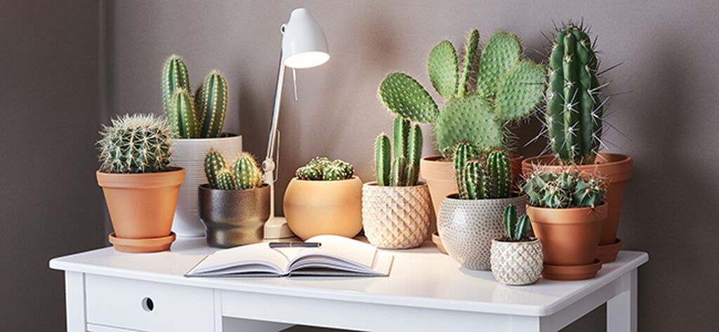Kaktus – slik lykkes du