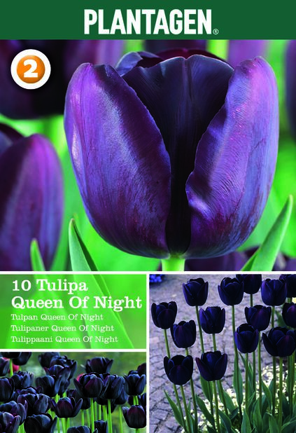 Tulipan 'Queen Of Night', Lilla