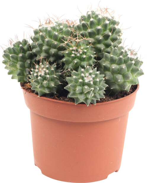 Kaktus rund, Høyde 20 cm, Grønn