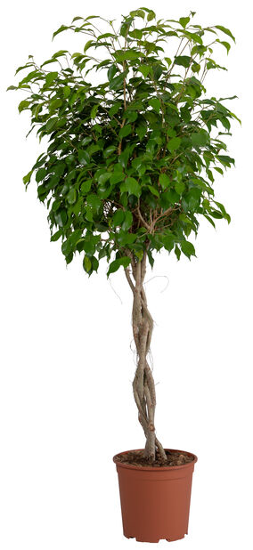 Ficus, Høyde 130 cm, Grønn