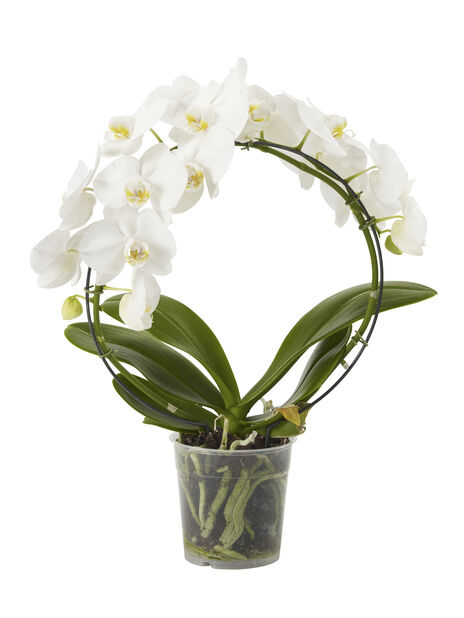 Orkidé, Høyde 40 cm, Hvit