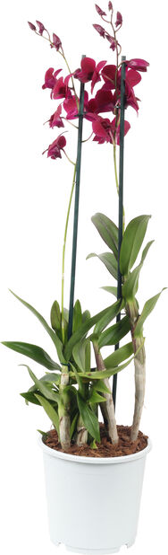 Dendrobium 'Sa-Nook', Høyde 80 cm, Flere farger