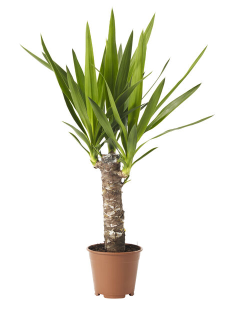 Yuccapalme, Høyde 60 cm, Grønn