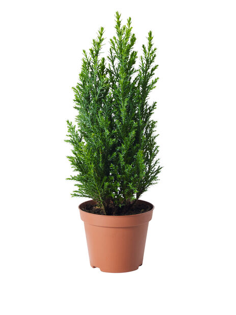 Edelsypress 'Ellwoodii' , Høyde 20 cm, Blå