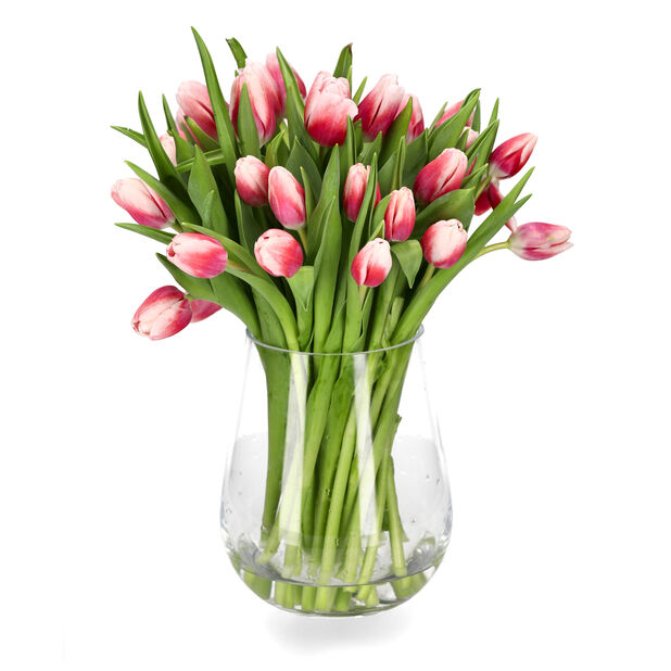 Tulipaner 30pk, Høyde 40 cm, Flere farger