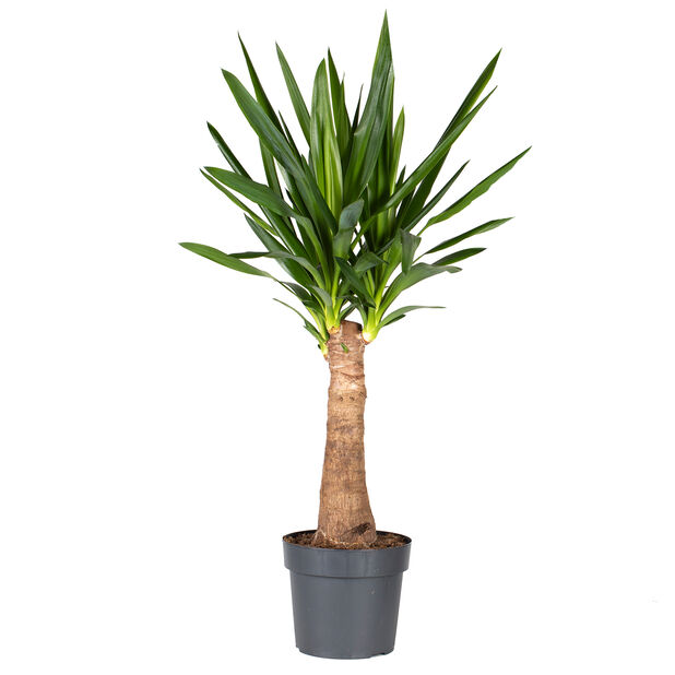 Yuccapalme, Høyde 75 cm, Grønn