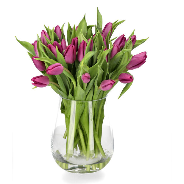 Tulipaner 30pk, Høyde 40 cm, Flere farger
