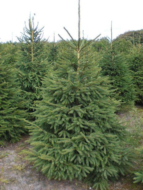 Juletre, Høyde 200-250 cm, Grønn