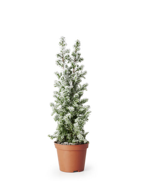Tujasypress 'Top Point', Høyde 20 cm, Hvit