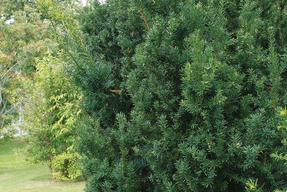 Hybridbarlind 'Hillii', Høyde 40-50 cm, Grønn
