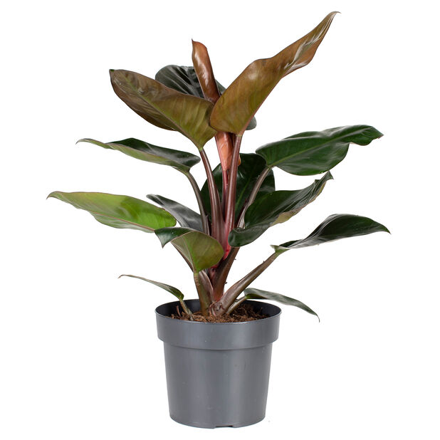 Philodendron 'Rojo Congo', Høyde 55 cm, Grønn
