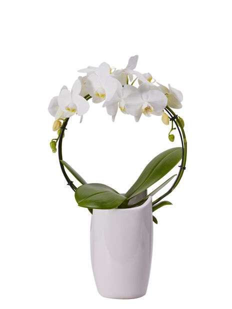 Orkidé, Høyde 40 cm, Hvit