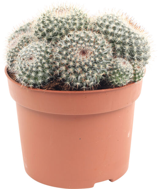Kaktus rund, Høyde 20 cm, Grønn