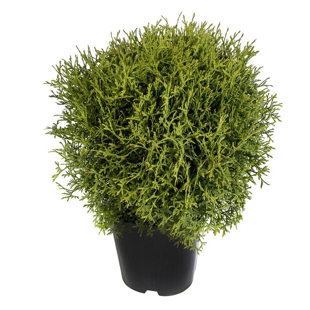 Tim' Høyde 25-30 cm Grønn | Plantasjen