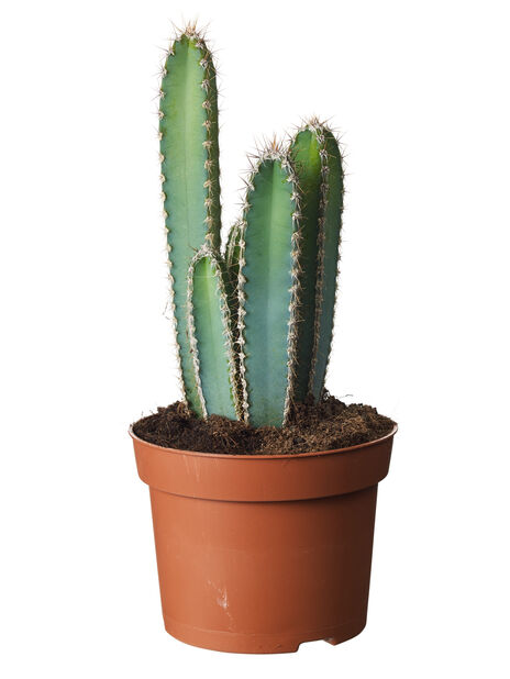 Kaktus , Høyde 30 cm, Grønn