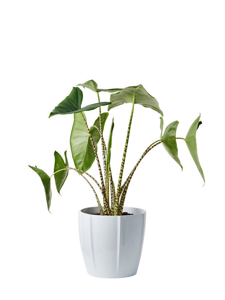 Alocasia 'Zebrina', Høyde 100 cm, Grønn