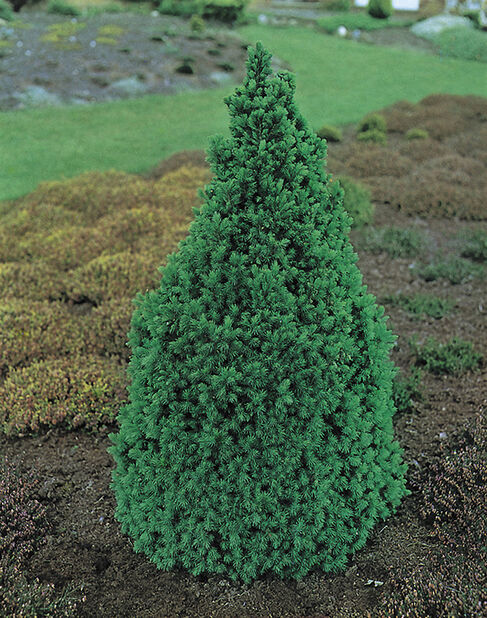 Hvitgran 'Conica', Høyde 40-50 cm, Grønn
