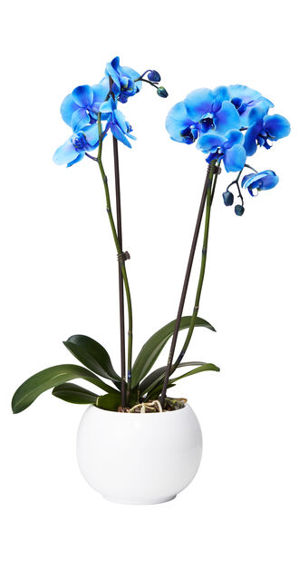 Orkidé, Høyde 60 cm, Blå