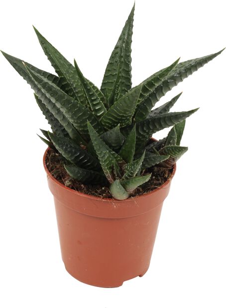 Aloe/Hawortia miks, Høyde 7 cm, Grønn