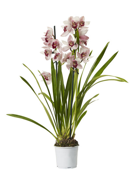 Cymbidium orkidé, Høyde 60 cm, Flere farger