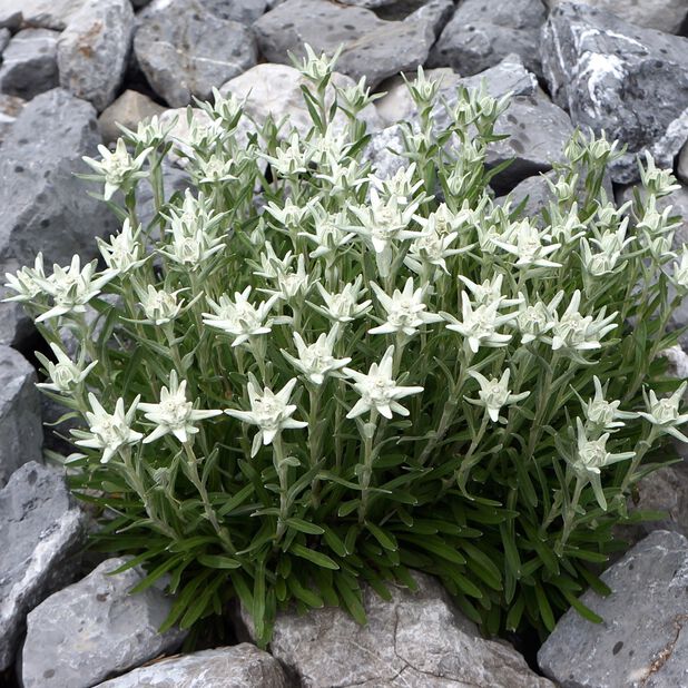 Alpe edelweiss, Ø11 cm, Hvit