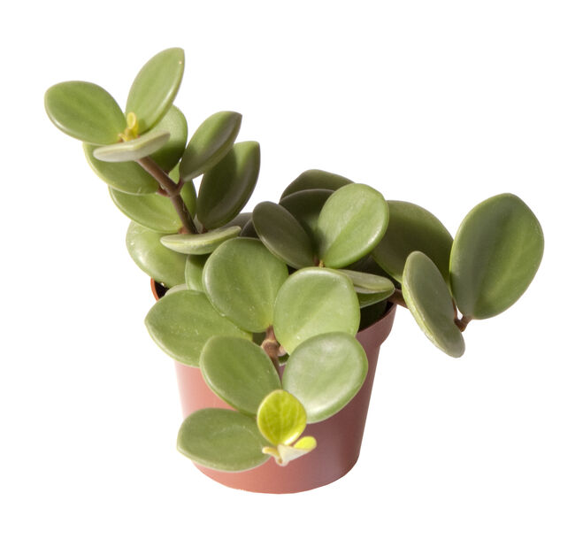 Pepperomia 'Hope' mini, Høyde 10 cm, Grønn