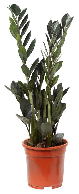 Smaragdpalme , Høyde 55 cm, Svart