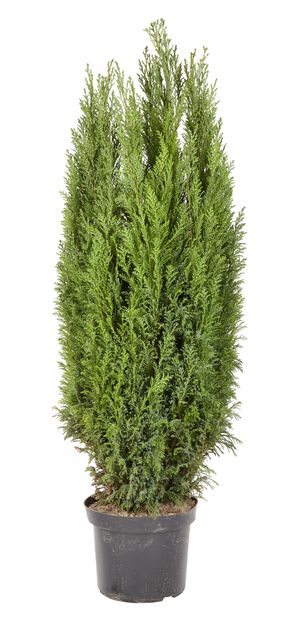 Edelsypress, Høyde 100 cm, Blå