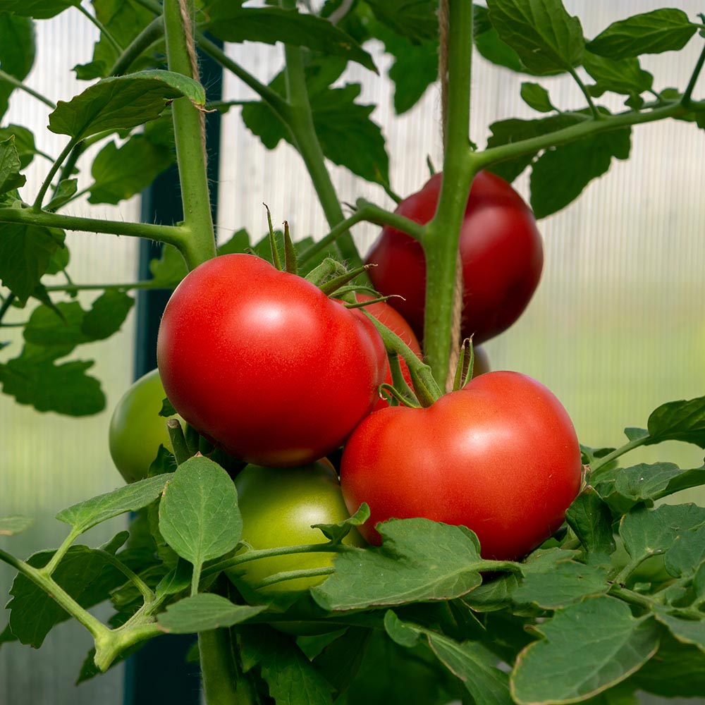 dyrke-tomater