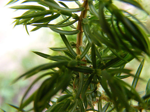 Einer Juniperus Communis